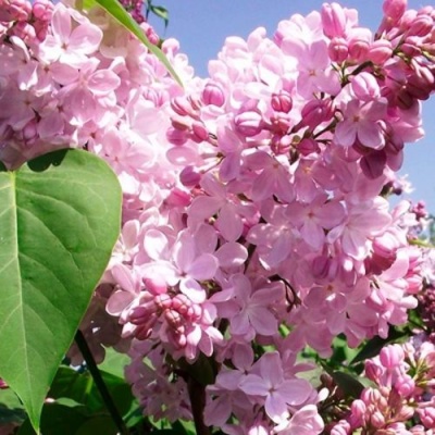 Сирень АДЕЛИНА в Фаниполе