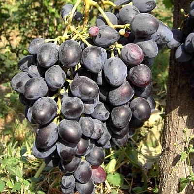 Виноград НАДЕЖДА АЗОС в Фаниполе