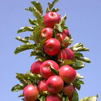 Яблоня СОЗВЕЗДИЕ колонновидная в Фаниполе