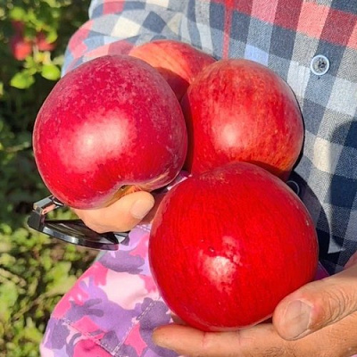 Яблоня ПАМЯТЬ СЮБАРОВОЙ в Фаниполе