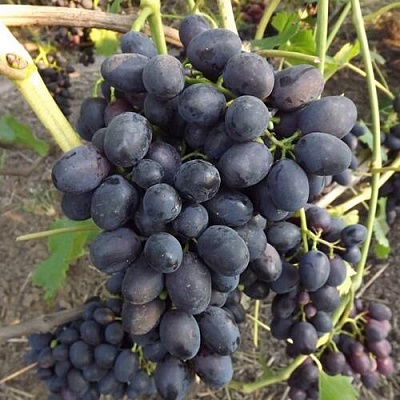 Виноград ЗАБАВА в Фаниполе
