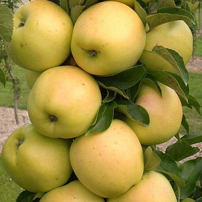 Яблоня колонновидная в Фаниполе