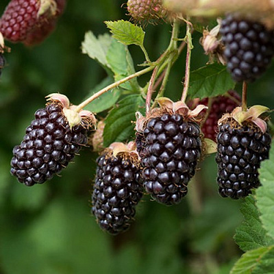 Ежемалина БОЙСЕНБЕРРИ в Фаниполе