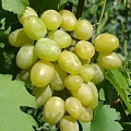 Виноград в Фаниполе