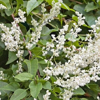 Фаллопия АУБЕРТА в Фаниполе