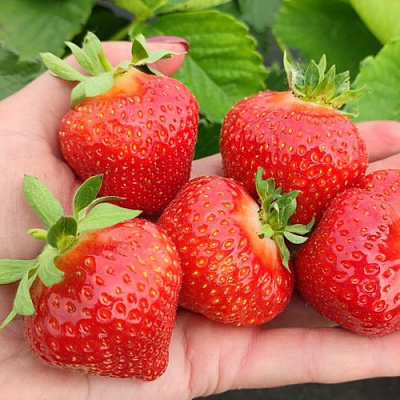 Клубника ЛИМАЛЕКСИЯ в Фаниполе