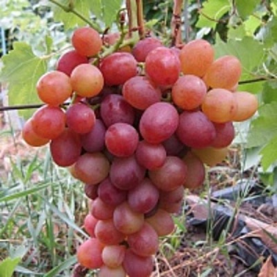 Виноград ЛИВИЯ в Фаниполе