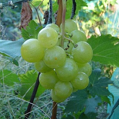 Виноград БАРС в Фаниполе