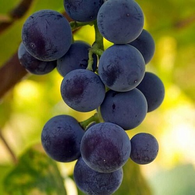 Виноград МАРС в Фаниполе