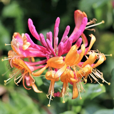 Жимолость ГЕКРОТА в Фаниполе