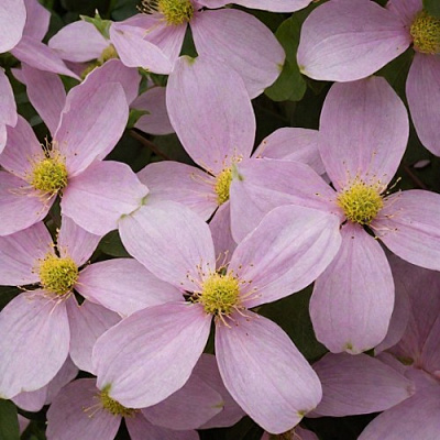 Клематис ГОРНЫЙ в Фаниполе