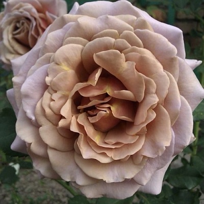 Роза КОКО ЛОКО флорибунда  в Фаниполе