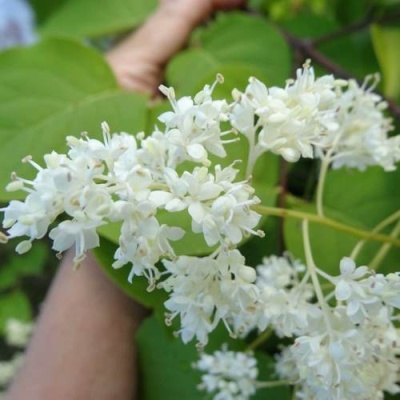 Сирень АМУРСКАЯ в Фаниполе