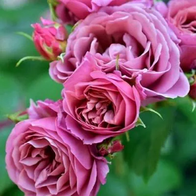 Японская роза в Фаниполе