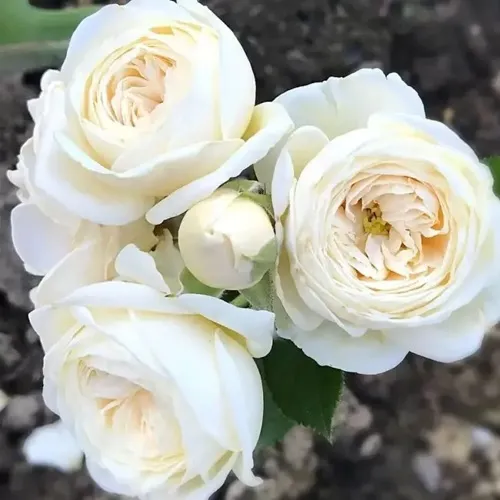 Роза АРТЕМИС шраб в Фаниполе