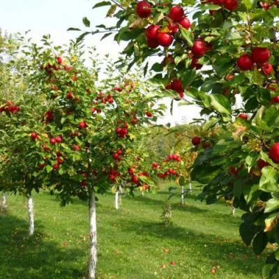 Плодовые деревья в Фаниполе