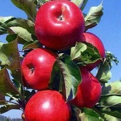Колонновидные яблони в Фаниполе