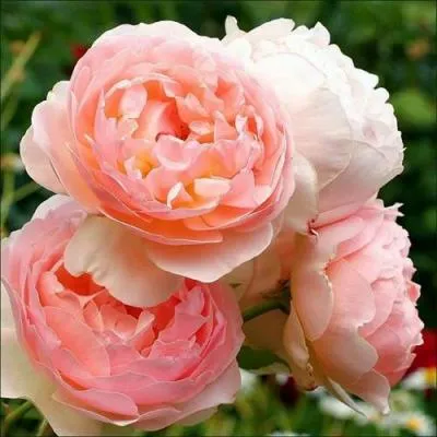 Английская роза в Фаниполе
