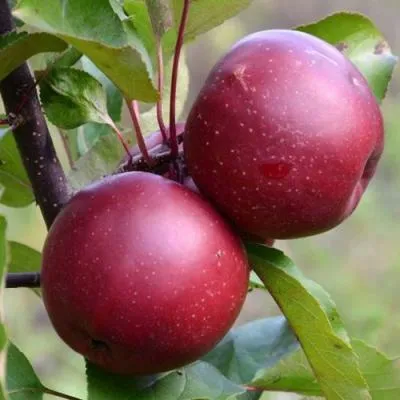 Яблоня красномясая в Фаниполе