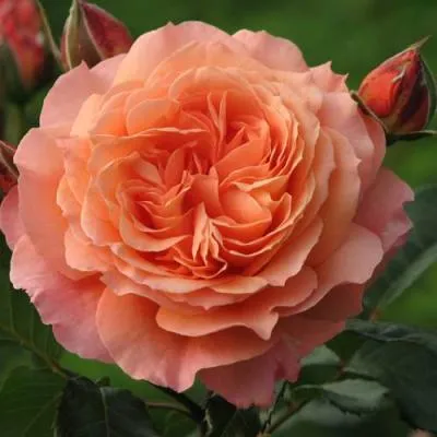 Роза шраб в Фаниполе