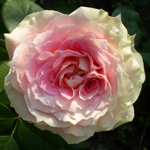 Роза плетистая ЦЕЗАРЬ в Фаниполе