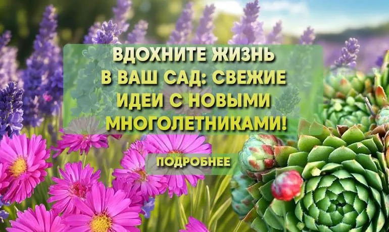 МНОГОЛЕТНИКИ РБ